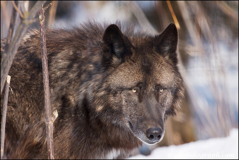Black Wolf in Snow — Brown, Alert, Winter