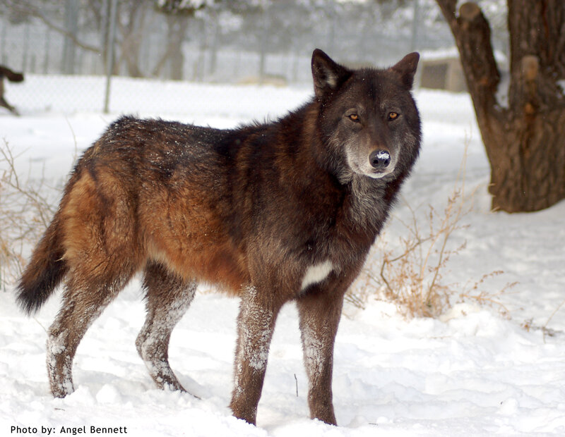 Black Wolf in Snow — Brown, Calm