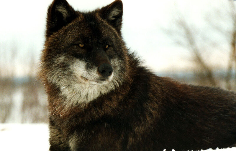 Black Wolf in Snow — Brown, Calm, Winter