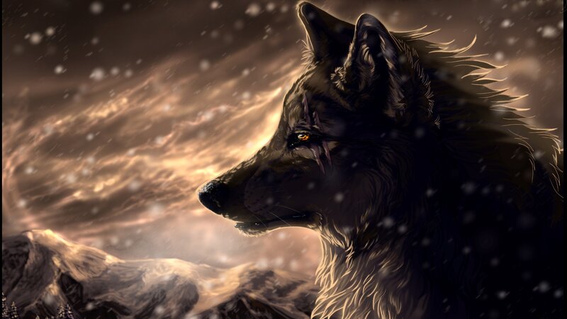 Black Wolf in Snow — Brown, Dramatic, Winter