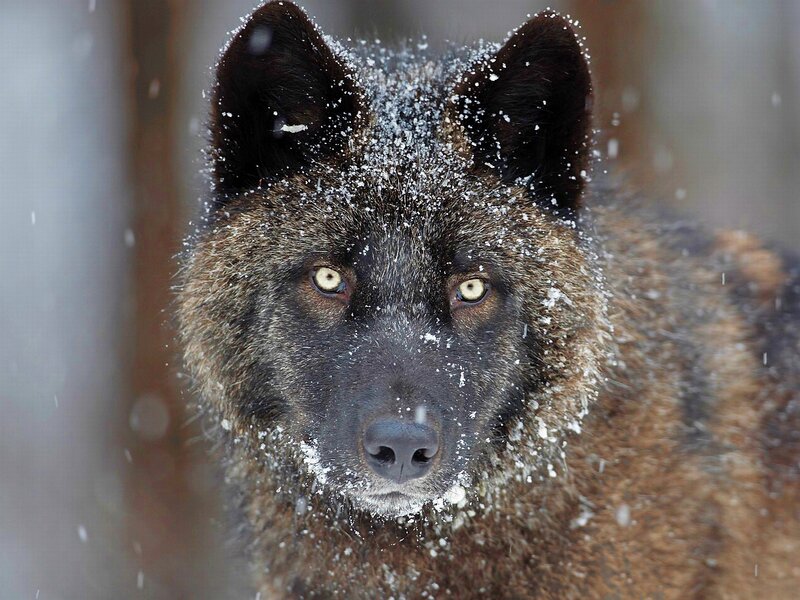 Black Wolf in Snow — Brown, Intense