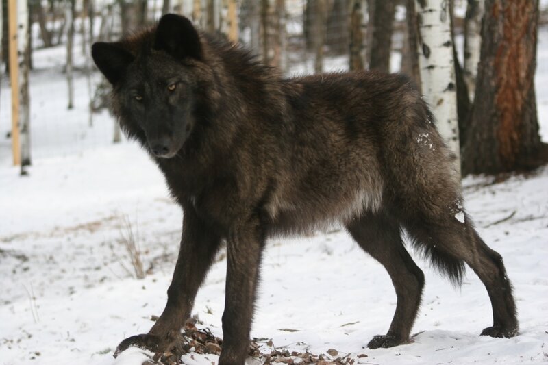 Black Wolf in Snow — Brown
