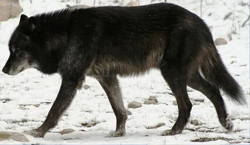 Black Wolf in Snow — Calm
