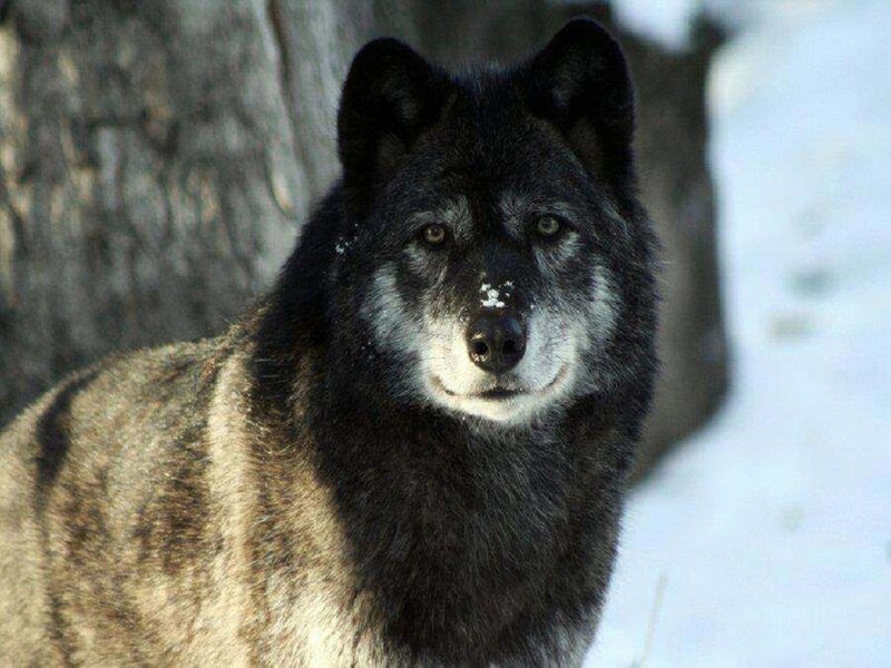 Black Wolf in Snow — Calm, Winter, Photograph