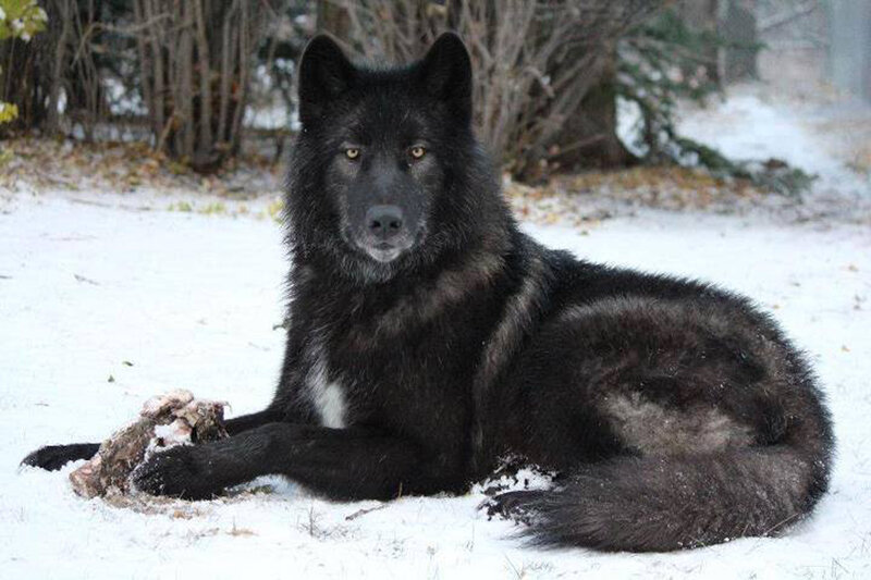 Black Wolf in Snow — Calm, Winter, Photograph, Trees, Bone