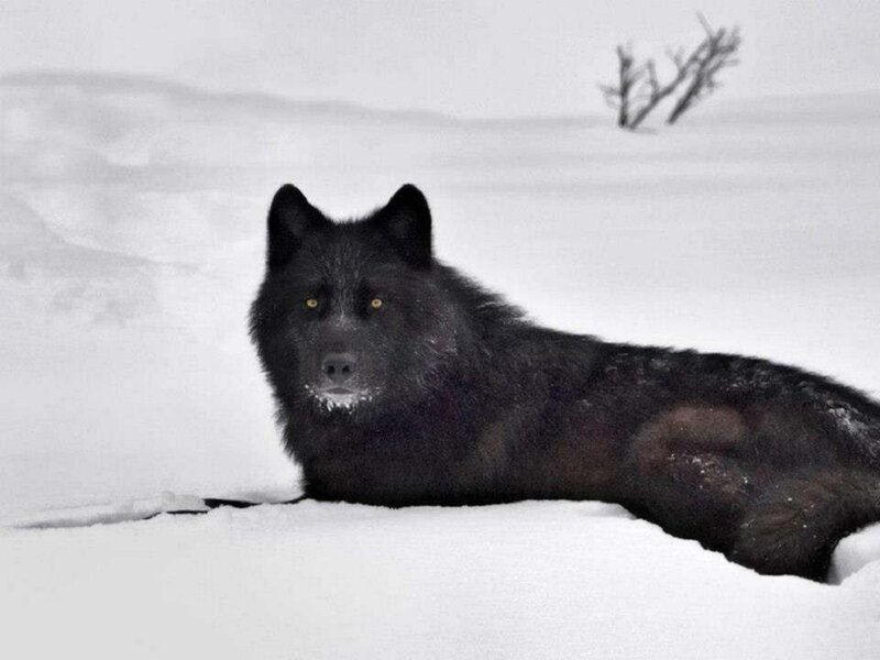 Black Wolf in Snow — Calm, Winter