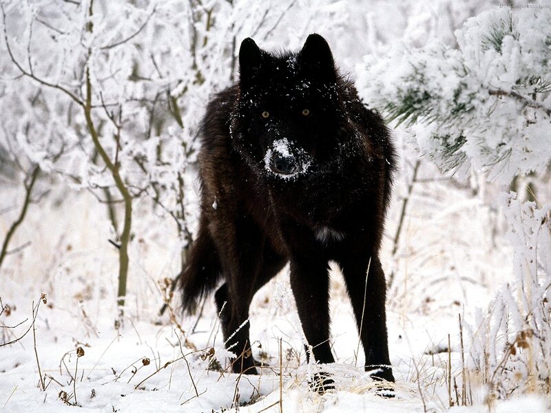 Black Wolf in Snow — Cold, Forest