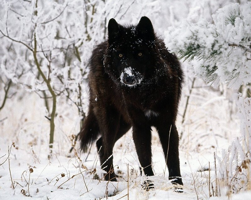 Black Wolf in Snow — Cold, Photograph