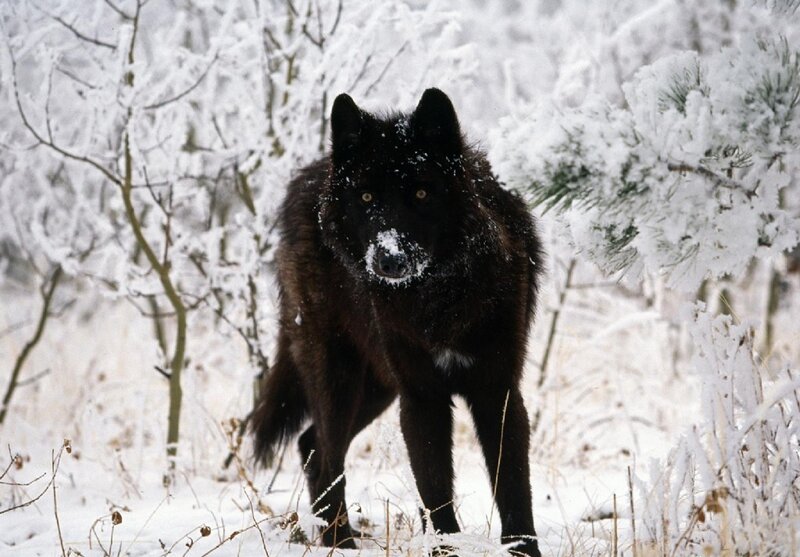 Black Wolf in Snow — Cold, Trees