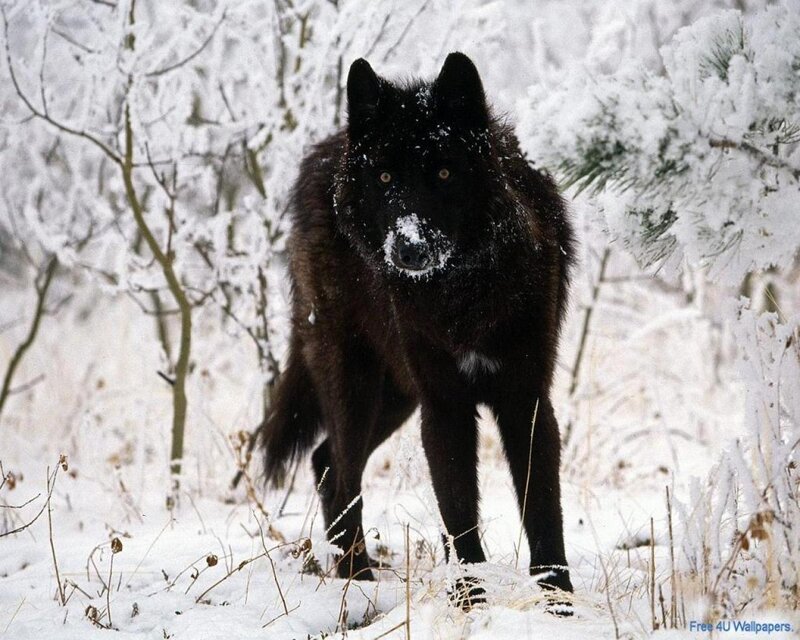 Black Wolf in Snow — Cold, White