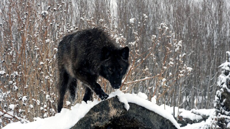 Black Wolf in Snow — Cold, Winter, Photograph, Bushes