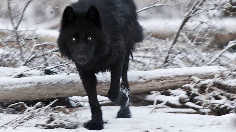 Black Wolf in Snow — Cold, Winter, Photograph, Log, Trees