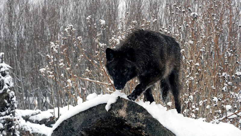 Black Wolf in Snow — Cold, Winter, Photograph