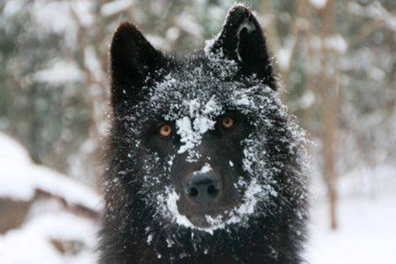 Black Wolf in Snow — Cold, Winter, Photograph, Trees, Forest