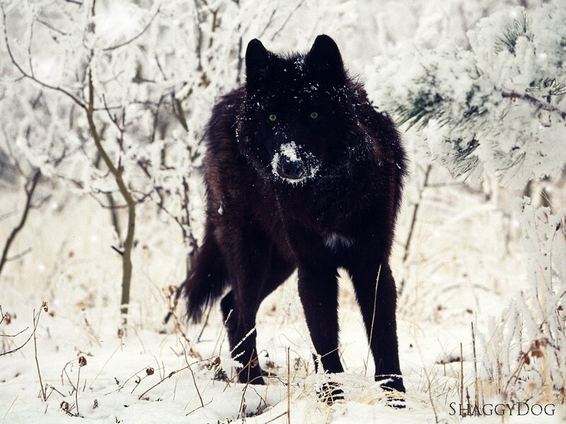 Black Wolf in Snow — Cold, Winter, Photograph, Trees, Forest, White, Shaggydog