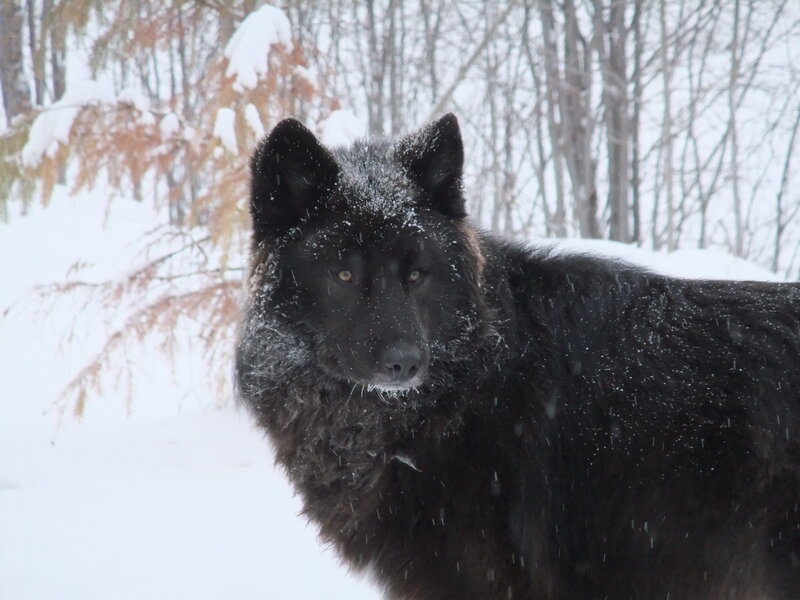 Black Wolf in Snow — Cold, Winter, Photograph, Trees