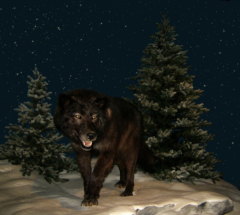 Black Wolf in Snow — Dramatic, Night, Photograph