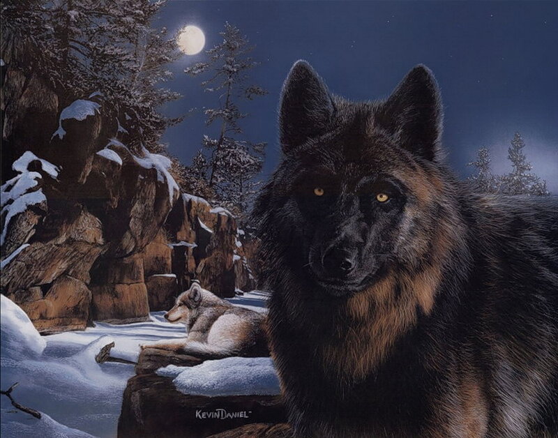 Black Wolf in Snow — Dramatic, Night