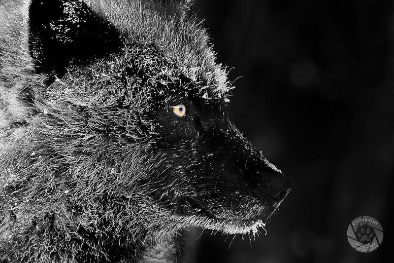Black Wolf in Snow — Dramatic
