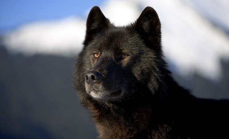 Black Wolf in Snow — Dramatic, Winter, Photograph, Mountain