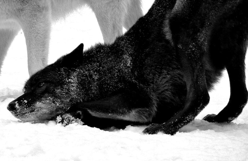 Black Wolf in Snow — Dramatic, Winter, Photograph