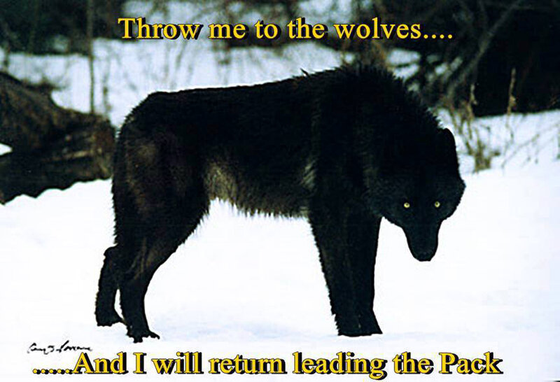 Black Wolf in Snow — Dramatic, Winter, Photograph, Trees