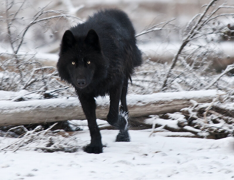 Black Wolf in Snow — Dramatic, Winter