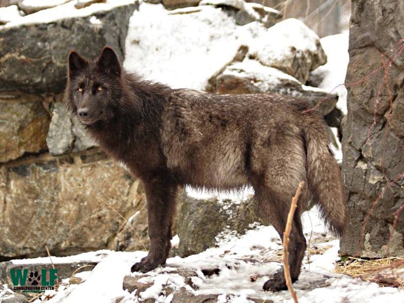 Black Wolf in Snow — Gray, Alert