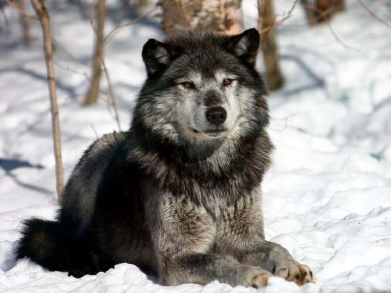 Black Wolf in Snow — Gray, Calm