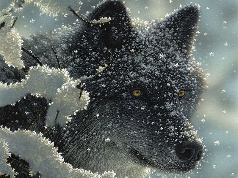Black Wolf in Snow — Gray, Cold
