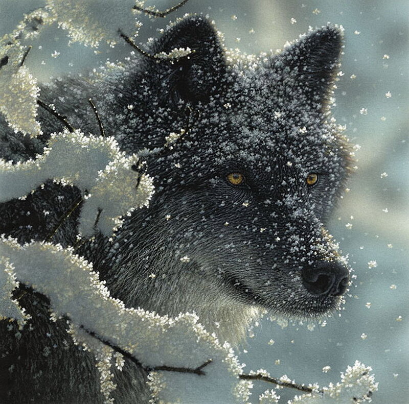 Black Wolf in Snow — Gray, Cold, Winter, Digital Art