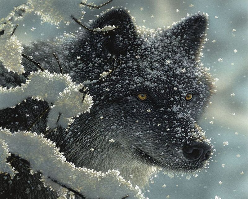 Black Wolf in Snow — Gray, Cold, Winter, Photograph, Eyes