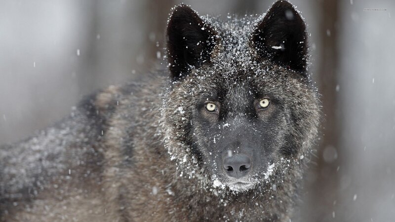 Black Wolf in Snow — Gray, Cold, Winter, Photograph, Forest