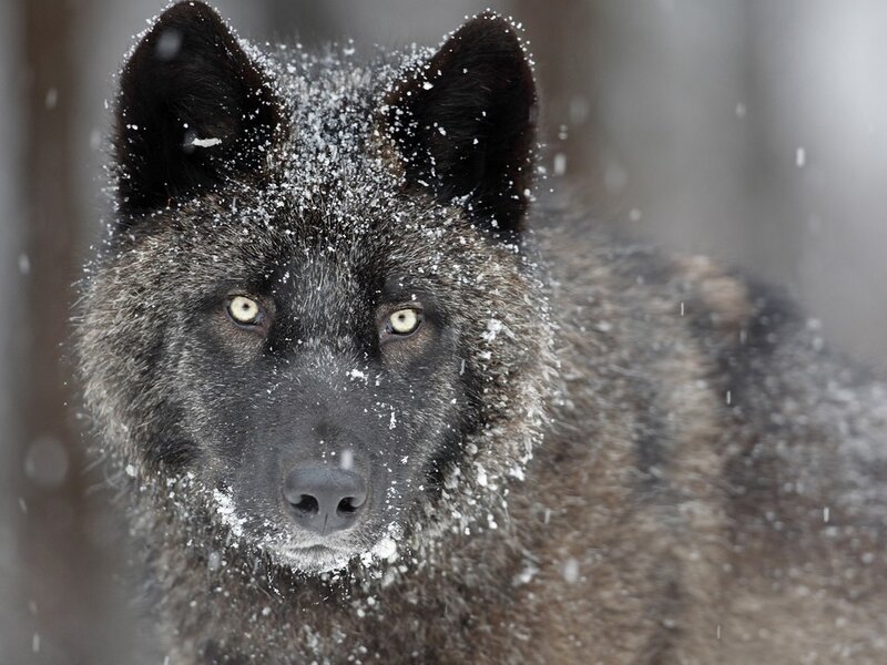 Black Wolf in Snow — Gray, Cold, Winter