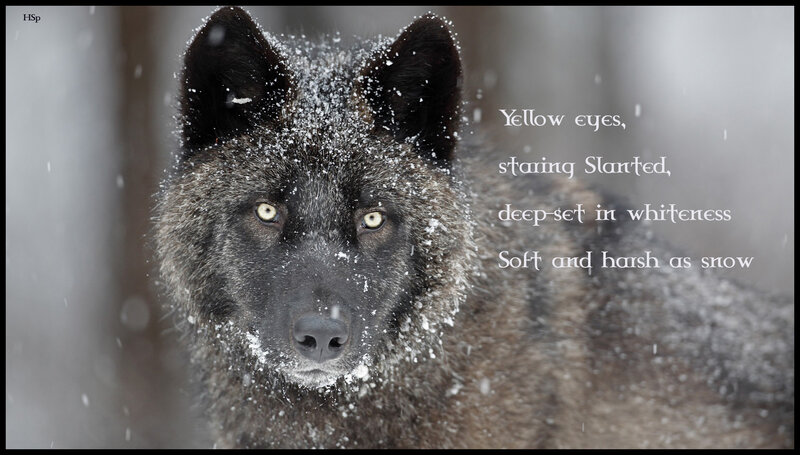 Black Wolf in Snow — Gray, Dramatic