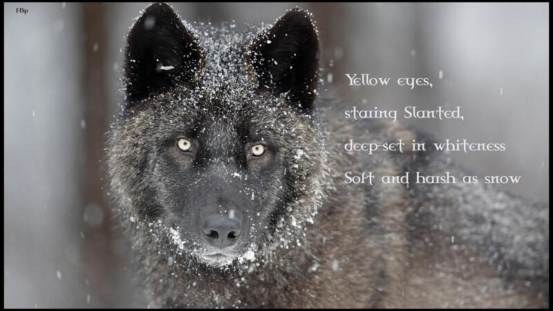Black Wolf in Snow — Gray, Dramatic, Winter