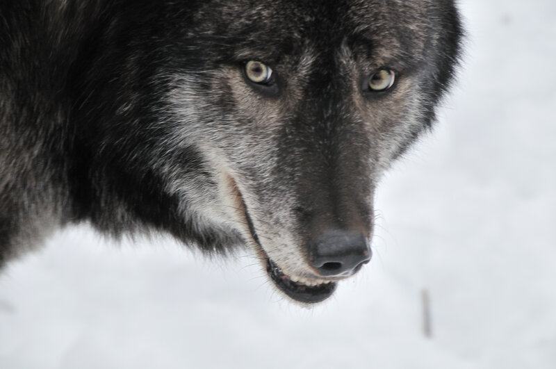 Black Wolf in Snow — Gray, Intense