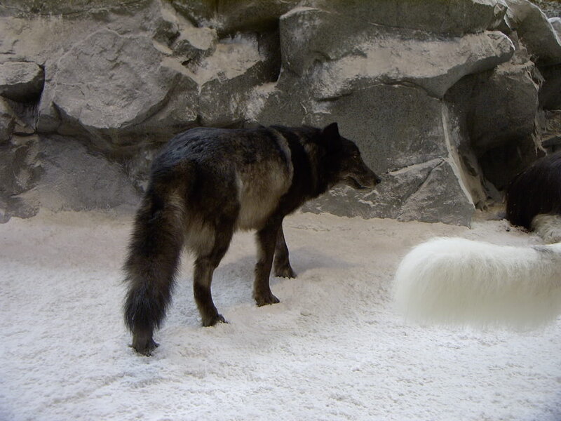 Black Wolf in Snow — Gray, Neutral