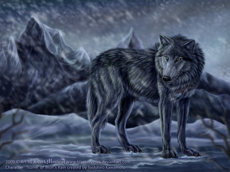 Black Wolf in Snow — Gray