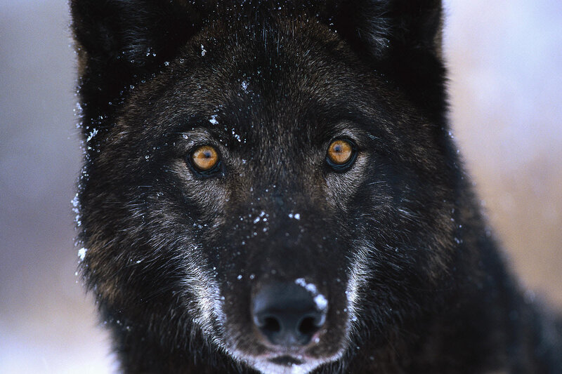 Black Wolf in Snow — Intense