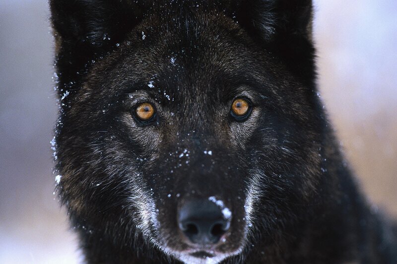 Black Wolf in Snow — Intense, Winter, Photograph, Eyes
