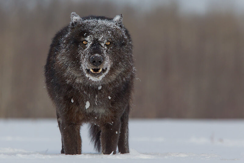 Black Wolf in Snow — Intense, Winter, Photograph, Forest