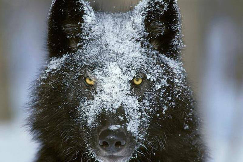 Black Wolf in Snow — Intense, Winter, Photograph