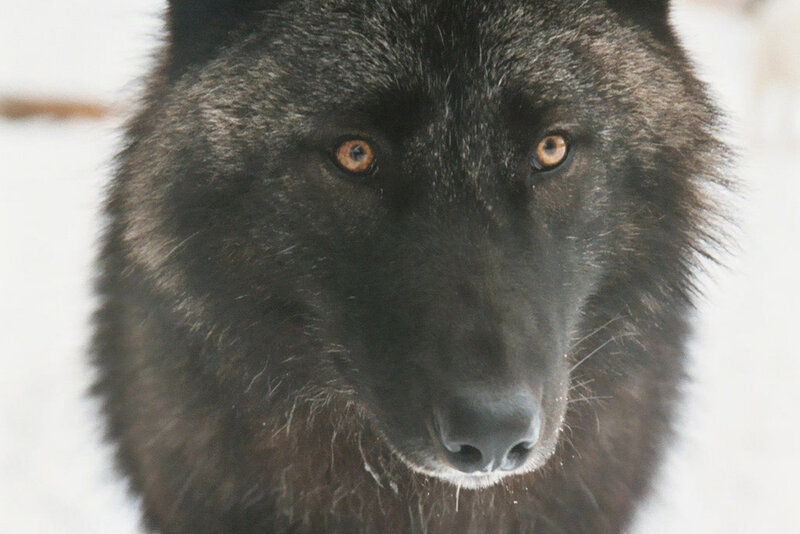 Black Wolf in Snow — Intense, Winter