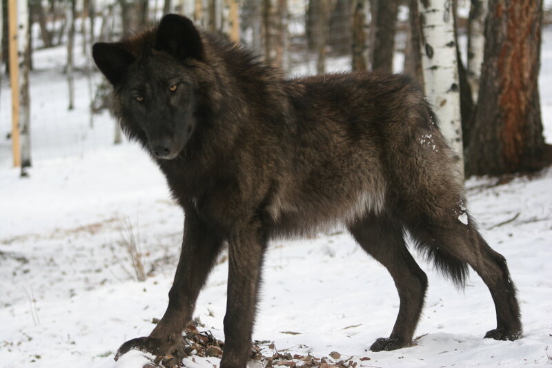 Black Wolf in Snow — Natural
