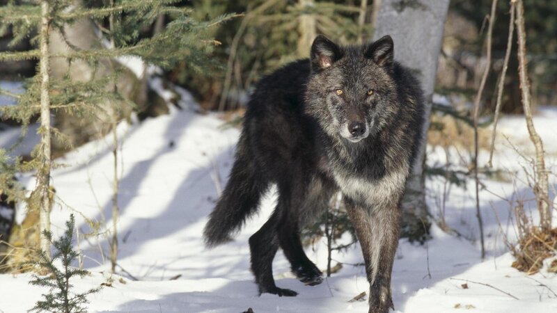 Black Wolf in Snow — Natural, Winter
