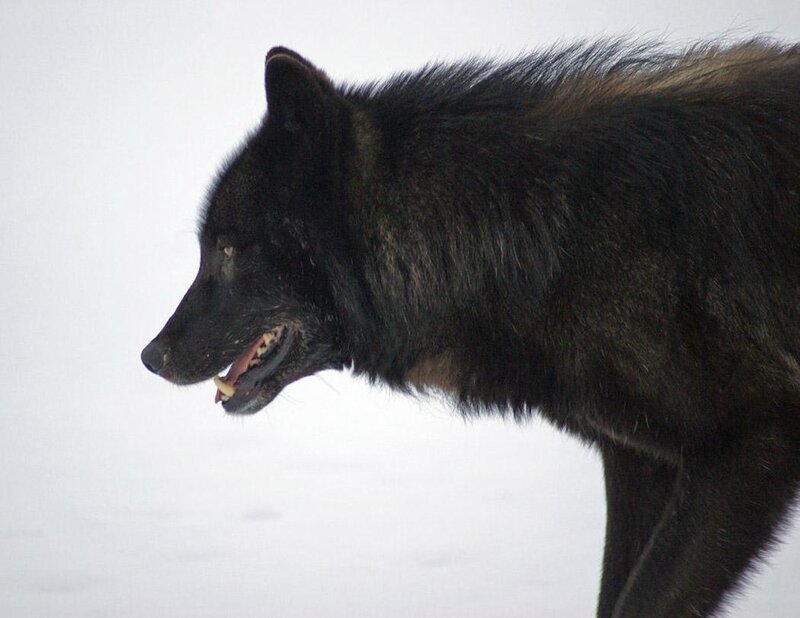 Black Wolf in Snow — Neutral, Winter