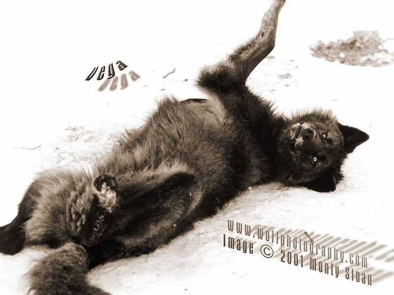 Black Wolf in Snow — Playful