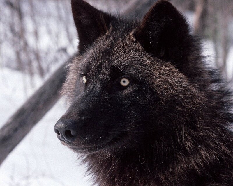Black Wolf in Snow — Serious, Photograph