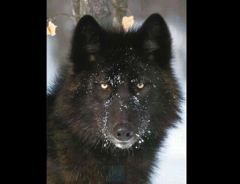 Black Wolf in Snow — Serious
